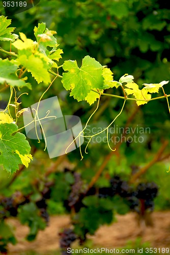 Image of Grape vine branch