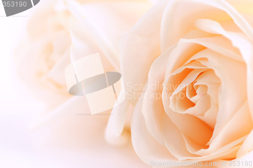 Image of Beige roses