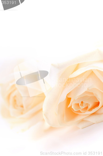 Image of Beige roses