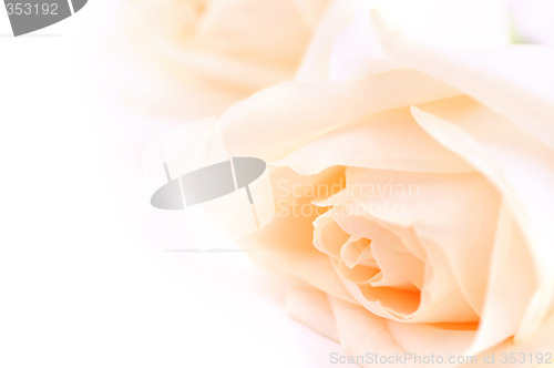 Image of Beige roses