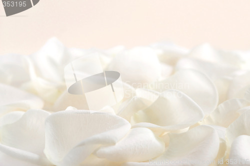 Image of White rose petals