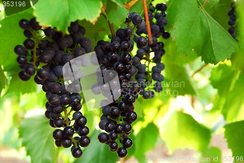 Image of Grapes