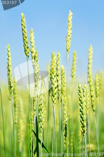 Image of Green grain