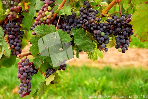 Image of Grapes