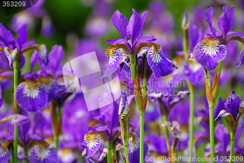 Image of Irises