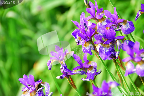 Image of Irises