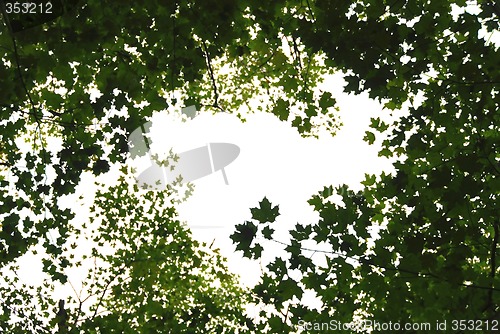 Image of Green leaves frame