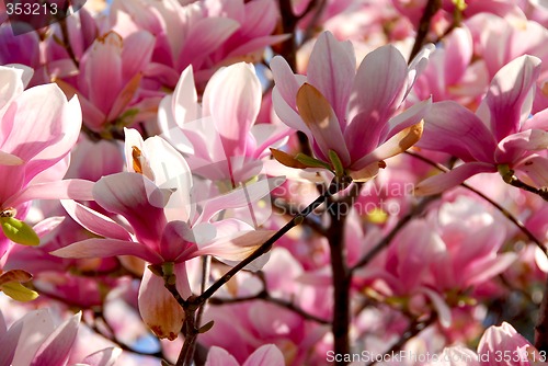 Image of Blooming magnolia