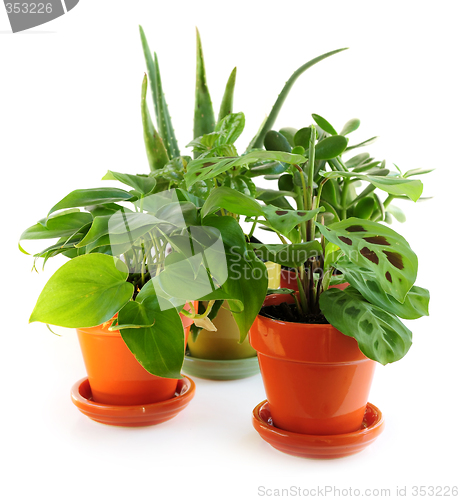 Image of Assorted houseplants