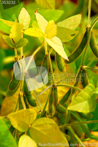 Image of Soybeans