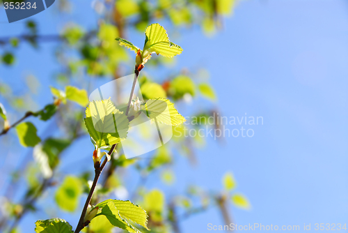 Image of Spring