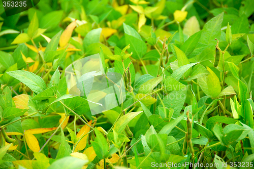 Image of Soybeans