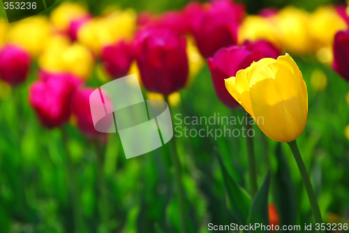 Image of Tulip field