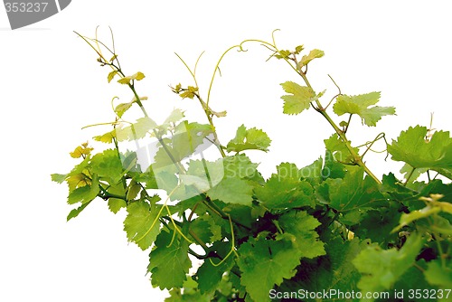 Image of Grape vines