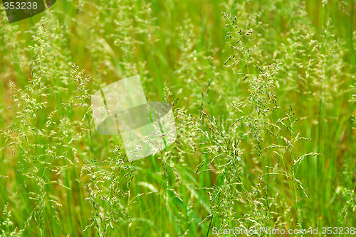 Image of Tall grass