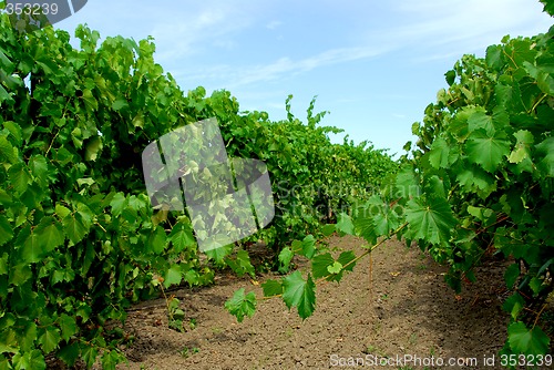 Image of Vineyard