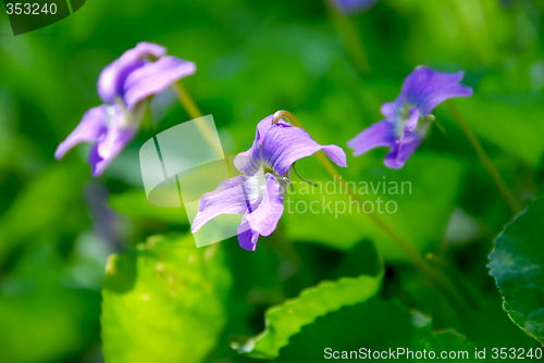 Image of Violets