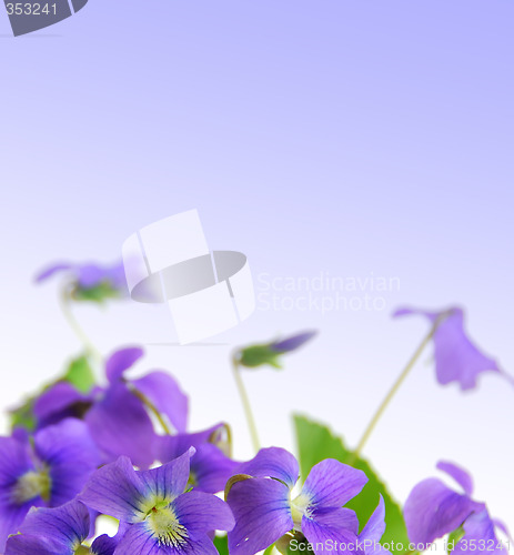 Image of Violets