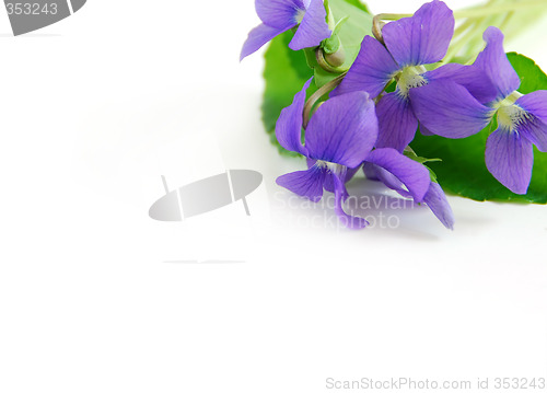 Image of Violets