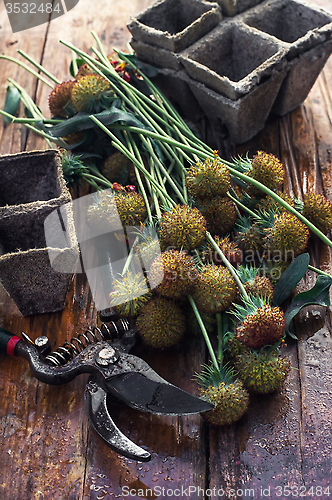 Image of Cut autumn plants