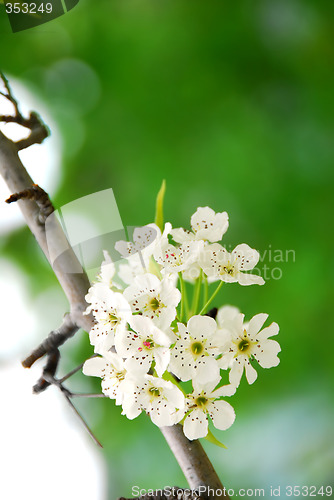 Image of Apple blossom