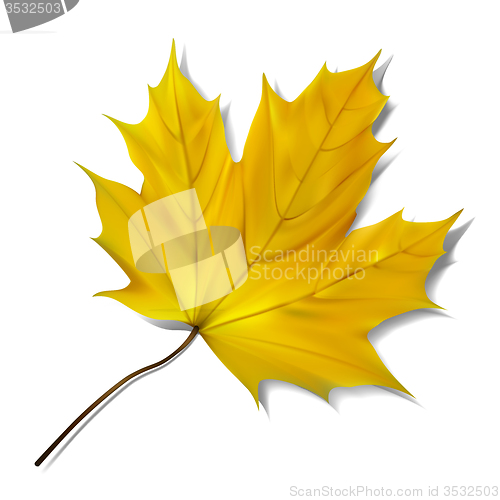 Image of Yellow maple leaf on white background.