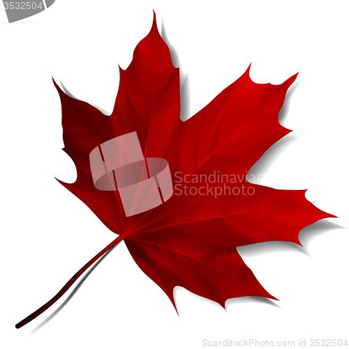 Image of Realistic red maple leaf 