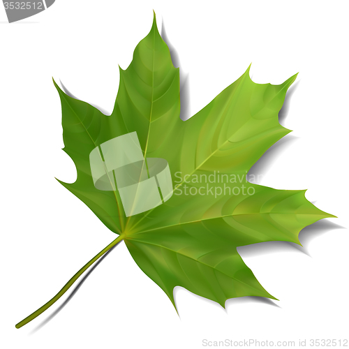 Image of Green maple leaf isolated on white background. 