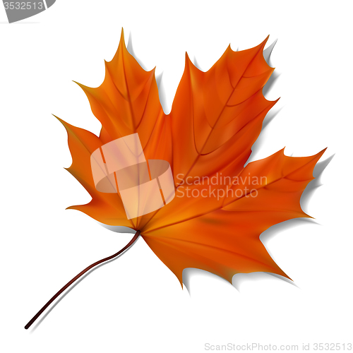 Image of Orange maple leaf 