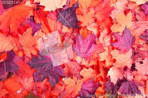 Image of autumn background