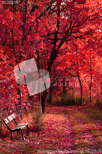 Image of bench in the autumn park 