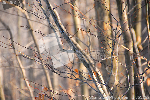 Image of Winter forest