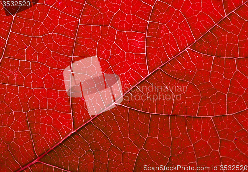 Image of red autumn leaf background