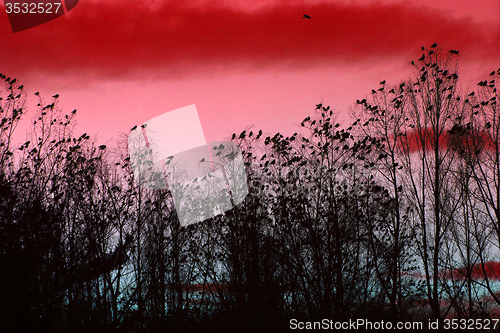 Image of crows on the sky