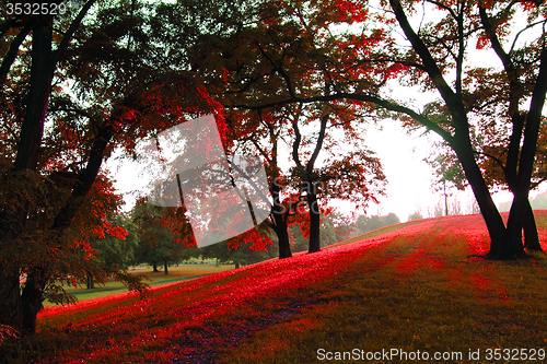 Image of red tree in the autumn park 