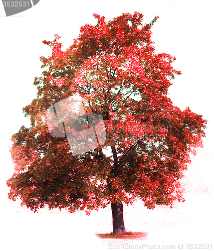 Image of autumn tree 