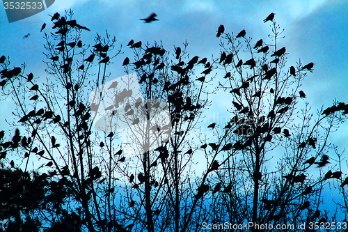 Image of crows on the sky