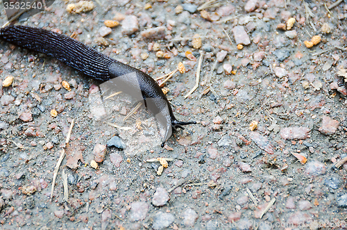 Image of Black Slug