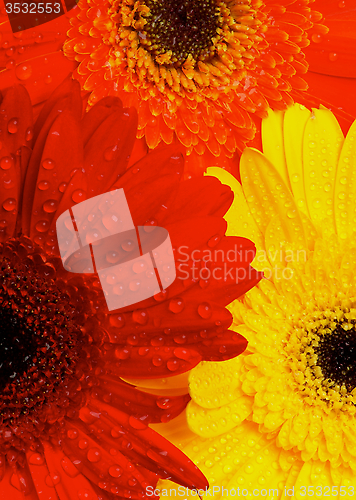 Image of Gerbera Flowers Background