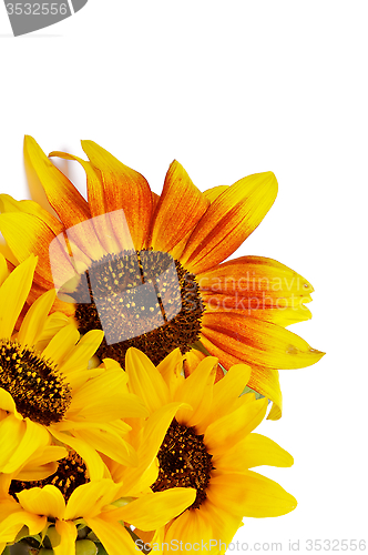 Image of Beautiful Sunflowers