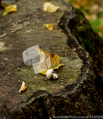 Image of Mushroom on Tree Stump