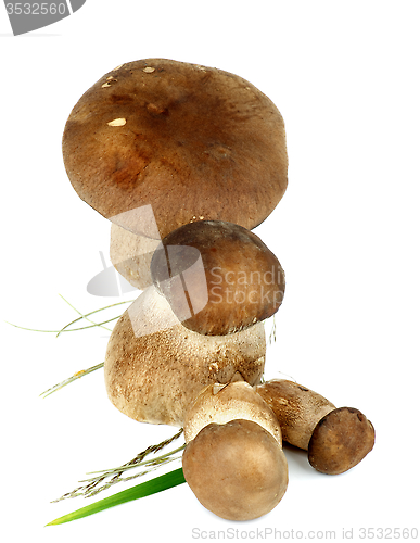 Image of Boletus Mushrooms