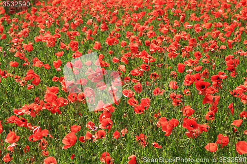 Image of poppy flowers field