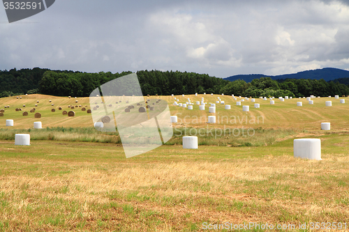 Image of czech corn field in the summer