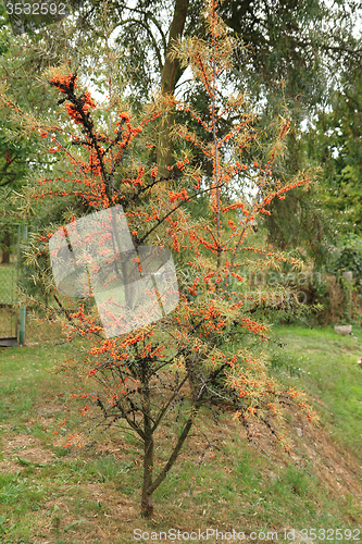 Image of sea buckthorn plant with fruits