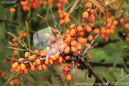 Image of sea buckthorn plant with fruits