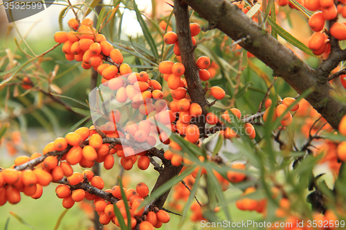 Image of sea buckthorn plant with fruits