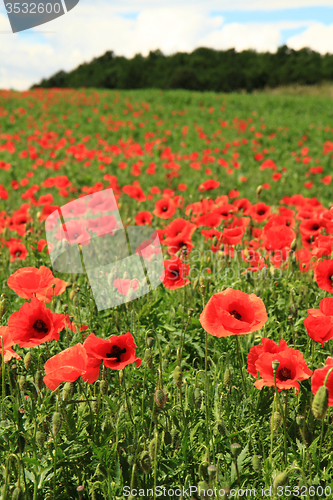 Image of poppy flowers field