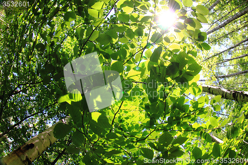 Image of spring green czech forest