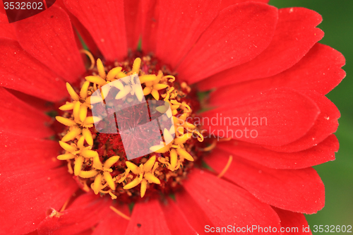 Image of red flower detail